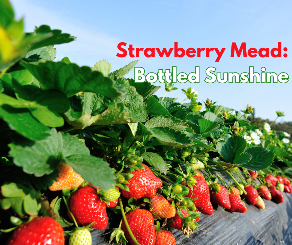 Strawberry Mead Recipe: Bottled Sunshine